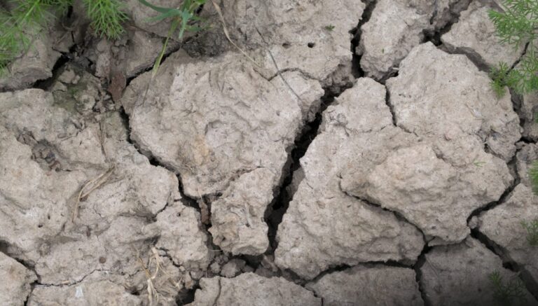 Lietuvoje, iki šiol buvusioje perteklinio drėgnumo šalimi – gresia karščiai ir išdžiūvimas?