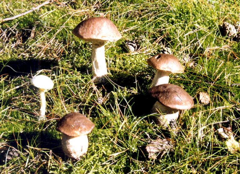 Įstatymai neleidžia grybauti rezervatuose